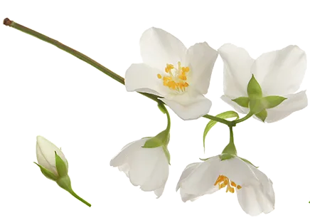 Blütenzweig